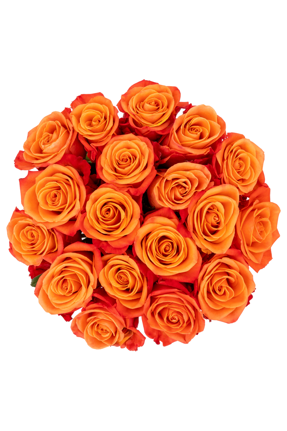Orange Roses (18 Stems)