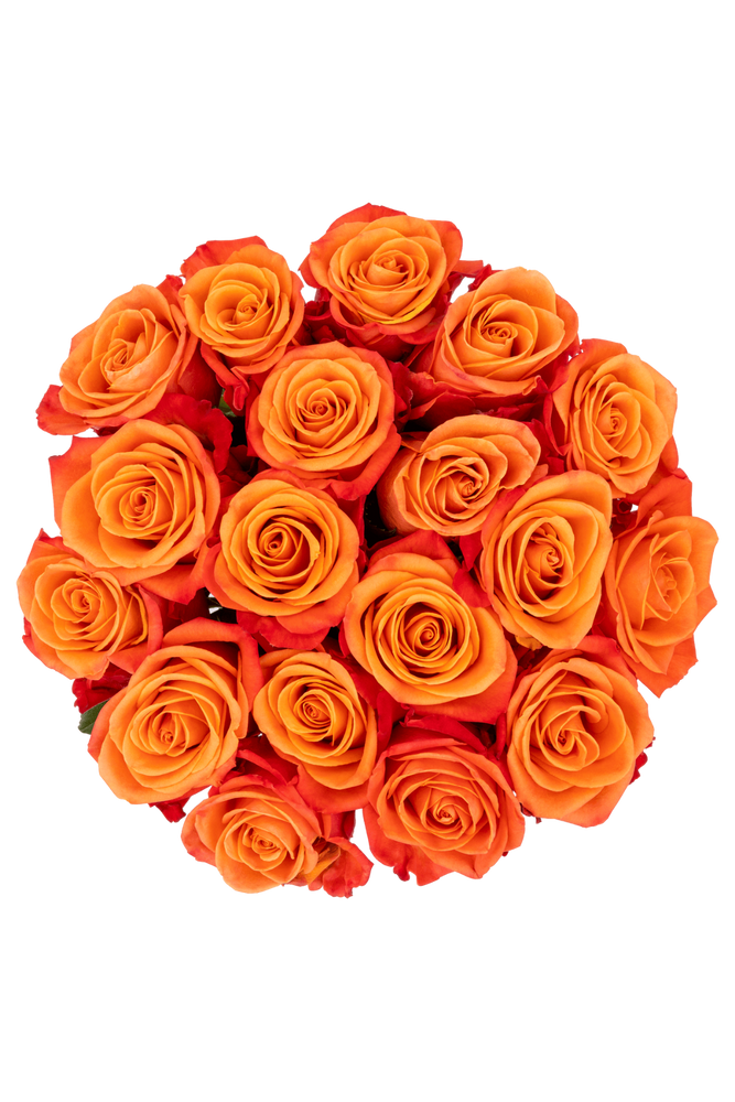
                  
                    Orange Roses (18 Stems)
                  
                