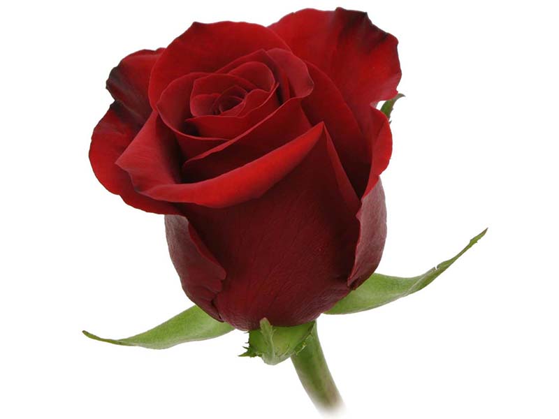 See our rose varieties