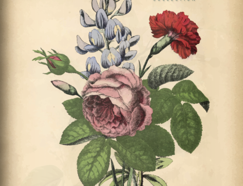 Vintage Botanicals